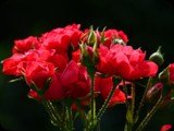 red-roses-4232