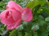rose-57844_1920